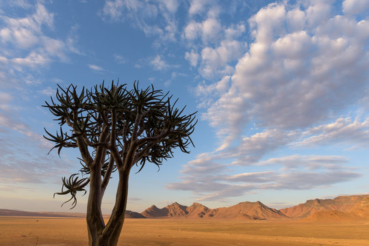 Köcherbaum vor der Wüste Namibias