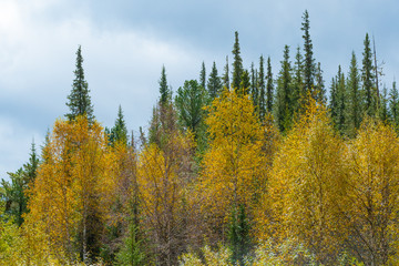 autumn forest with yellow leaves on sunny day