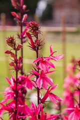 Lobelia plant blooming in a garden