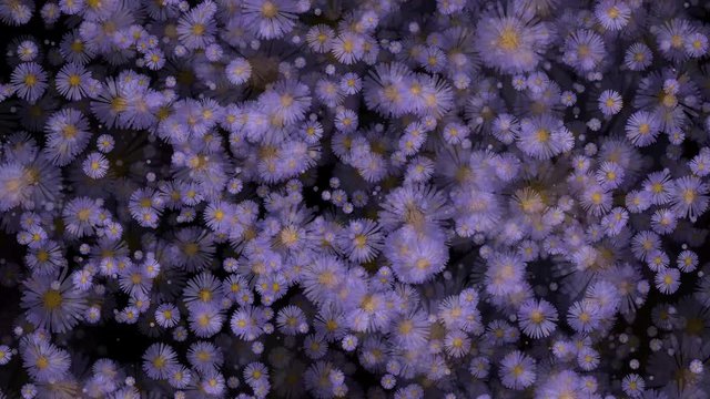 Asters Aster Flowers Seamless Loop Flowery Motion Background