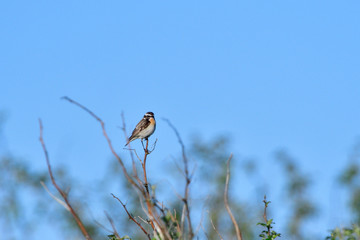 Braunkehlchen (Saxicola rubetra)	