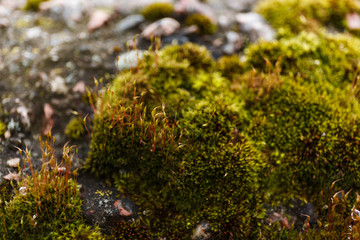 Close-up photo of forest moss