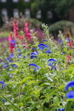 Gentian sage (Salvia patens) plant blooming in a garden