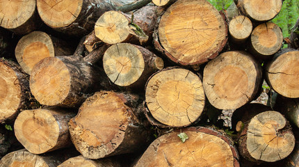 Wooden logs in the forest