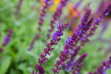 Sage (Salvia) plant blooming in a garden