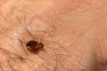 A close up of a Common Bed Bug (Cimex lectularius)