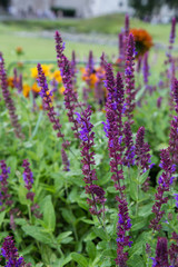 Obraz premium Sage (Salvia) plant blooming in a garden