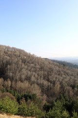 Skyline of Kislovodsk Park