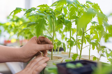 Side view of the hands of a young man carefully holding a tomato seedlings in his hand.