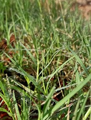 Fototapeta premium dew on grass