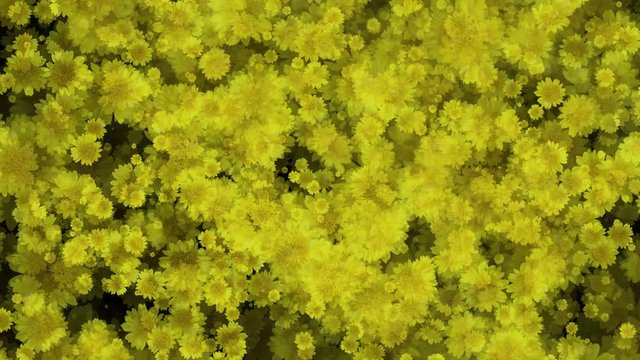Thinleaf Sunflower Aster Flowers Seamless Loop Flowery Motion Background