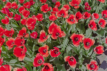 Fototapeta na wymiar flowerbed of tulips spring flowers