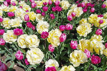 multicolored tulips on flowerbed