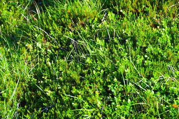 dense thickets of bushes, green leaves of plants and grass as background