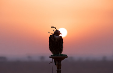 Saker falcon with her eyes covered sitting on a perch in desert in front of a sunrise. Dubai, UAE.