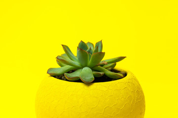 Echiveria in a yellow pot on Yellow background