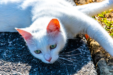 Fototapete bei efototapeten.de bestellen   