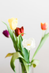 Beautiful multicolored tulips in a vase on white background