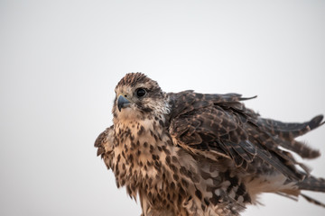 Sakes falcon shuffling his feathers ahead of taking flight.