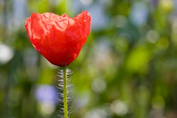 Obraz premium Mohn