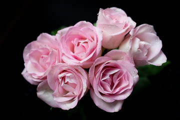 bouquet of pink roses