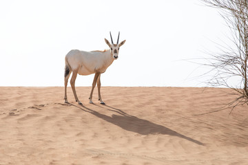 Cute baby Arabian oryx walking over a sand dune.