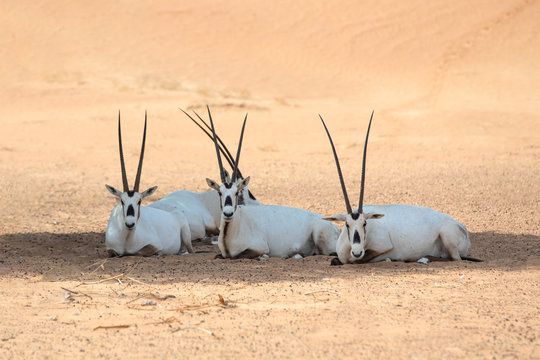 A group of four Arabian oryxes resting in shade during day time. Stock Photo | Adobe Stock A group of four Arabian oryxes resting in shade during day time. Stock Photo | Adobe Stock