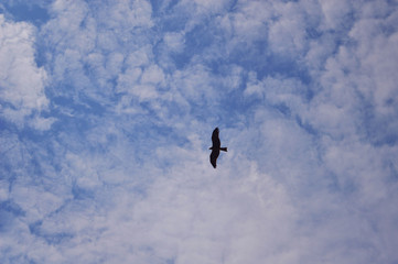 An Eagle flying high in the sky