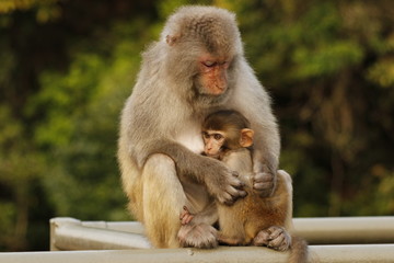 monkey family