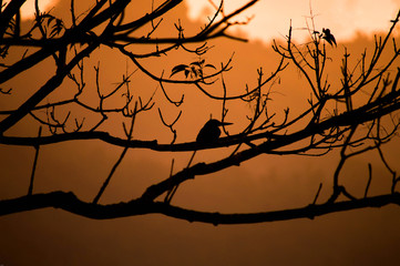 A kingfisher resting during sunset