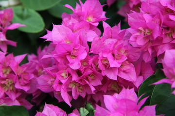 pink flowers in the garden