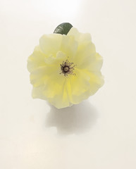 Yellow flower on white background 