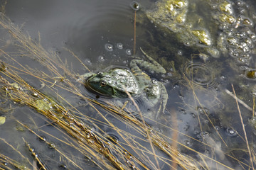 Green frog floats in water with water-dried plants
