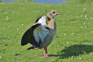Nilgans