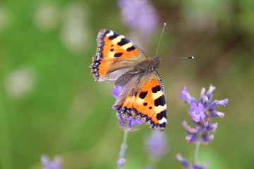 Schmetterling auf Lavendelblume