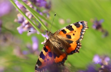 Schmetterling