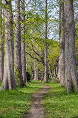 Obraz premium メタセコイア