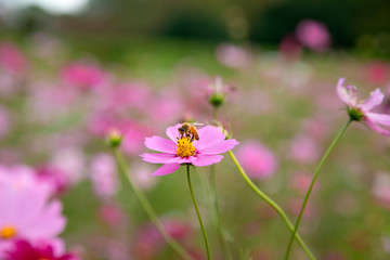 Obraz premium ミツバチが訪れているコスモスの花