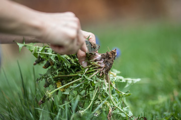 Löwenzahn- taraxacum officinale, 