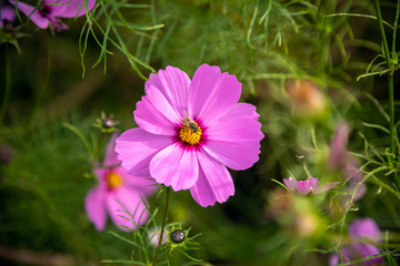 Fototapeta premium ミツバチが訪れているコスモスの花