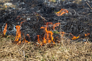 Fototapeta premium Dry grass fire in the steppe. Burning dry grass in the spring.