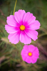 Obraz premium コスモスの花。柔らかな光。大輪の花