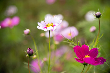 Fototapeta premium 薄紫のコスモスの花