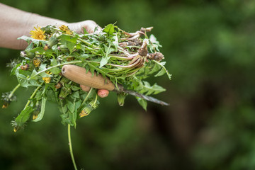 Löwenzahn- taraxacum officinale, 