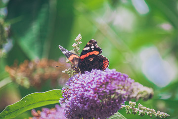 Butterfly on Budlia