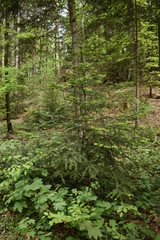 Fototapeta premium Waldspatziergang