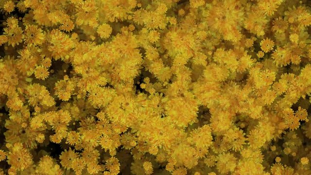 Daisy Yellow Gerbera Aster Flowers Seamless Loop Flowery Motion Background