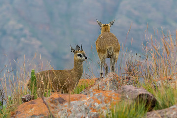 Naklejka na ściany i meble Klipspringer pair high on a mountain in Marakele National Park, South Africa