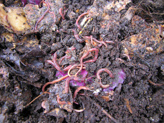 Earthworms in the midst of generating compost with food scraps. Natural fertilizer for plants, soil for organic crops in the home garden.
