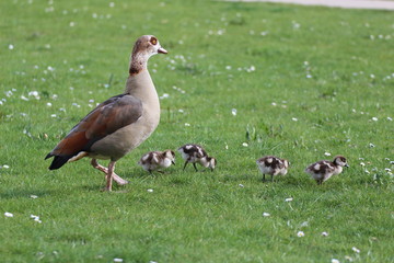 Nilgans mit Babys